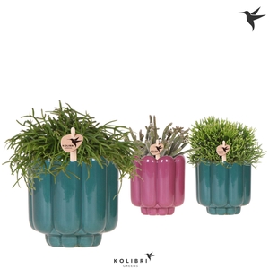 Kolibri Greens Rhipsalis mix in Retro pot green mix