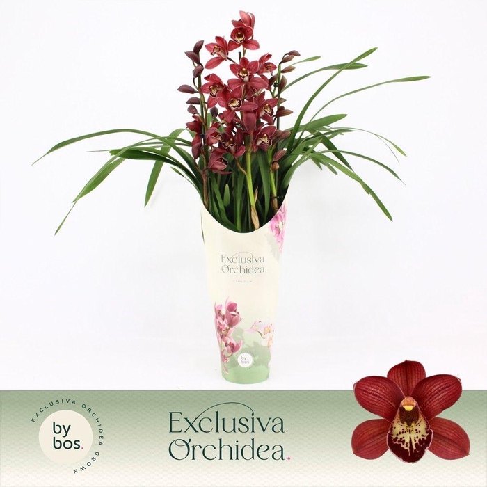 <h4>Cymbidium, Red Beauty Roy 3-spike P14 'Exclusiva Orchidea' Potcover</h4>