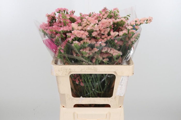 <h4>Lim S Emma Peach+</h4>