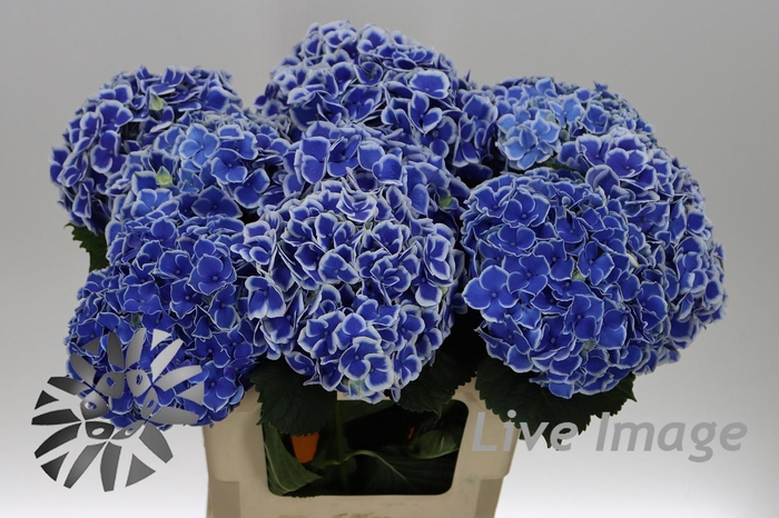 <h4>Hydrangea beau dali</h4>