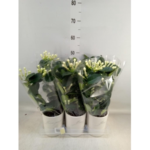 Stephanotis floribunda   ...