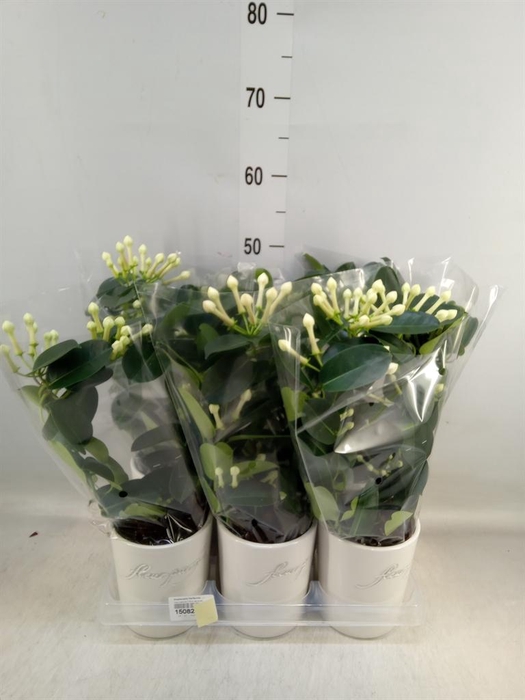 <h4>Stephanotis floribunda   ...</h4>