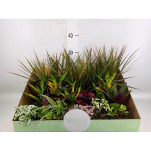 Planten  ..mix