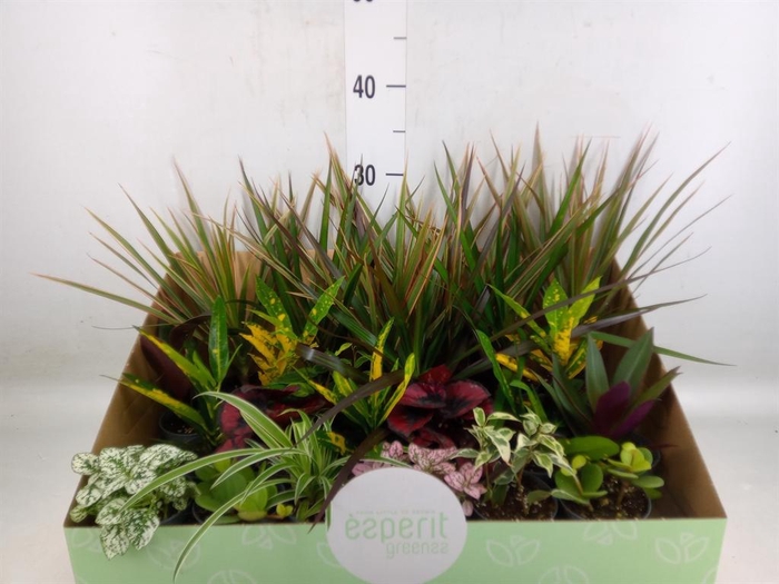 <h4>Planten  ..mix</h4>