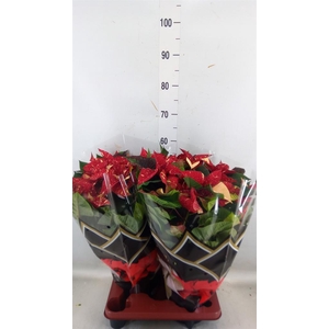 Euphorbia pulc. 'Christ Feel Glitt'