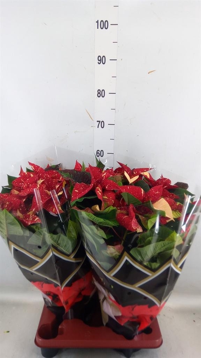 <h4>Euphorbia pulc. 'Christ Feel Glitt'</h4>