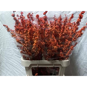 Ilex Ve Winter Gold Super