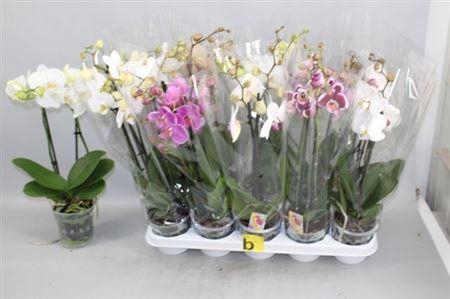 Phal Gem