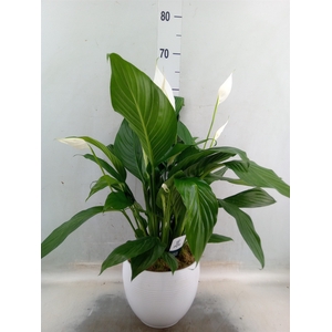 Spathiphyllum  'Bingo Cupido'