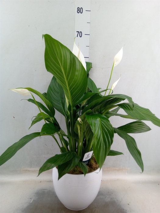 <h4>Spathiphyllum  'Bingo Cupido'</h4>