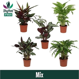 Calathea gemengd 5 soorten