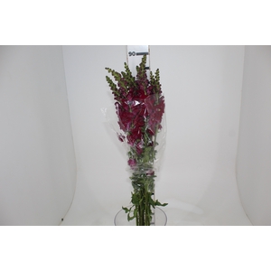 BOCA DE LEAO VINHO 070 CM