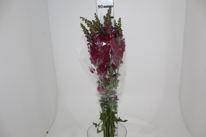 BOCA DE LEAO VINHO 070 CM