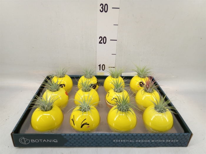 <h4>Tillandsia</h4>