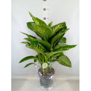 Dieffenbachia seg. 'Reeva'