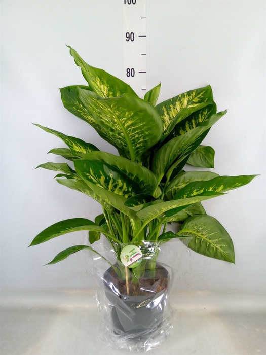 <h4>Dieffenbachia seg. 'Reeva'</h4>