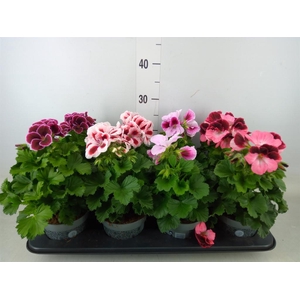 Pelargonium gran.   ..mix