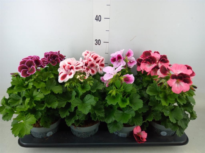<h4>Pelargonium gran.   ..mix</h4>