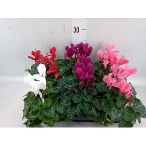 Cyclamen MD 'Allure'