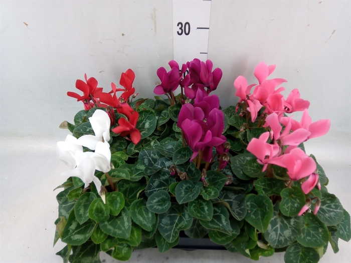 <h4>Cyclamen MD 'Allure'</h4>