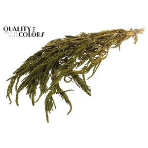 Hang Amaranthus ± 90cm p/bunch Olive