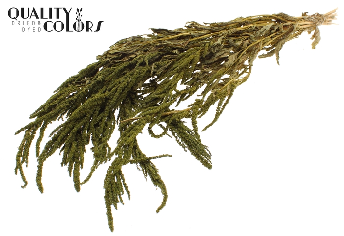 <h4>Hang Amaranthus ± 90cm p/bunch Olive</h4>