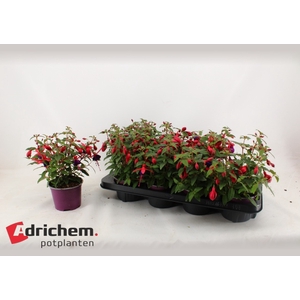 FUCHSIA B F  SACHA