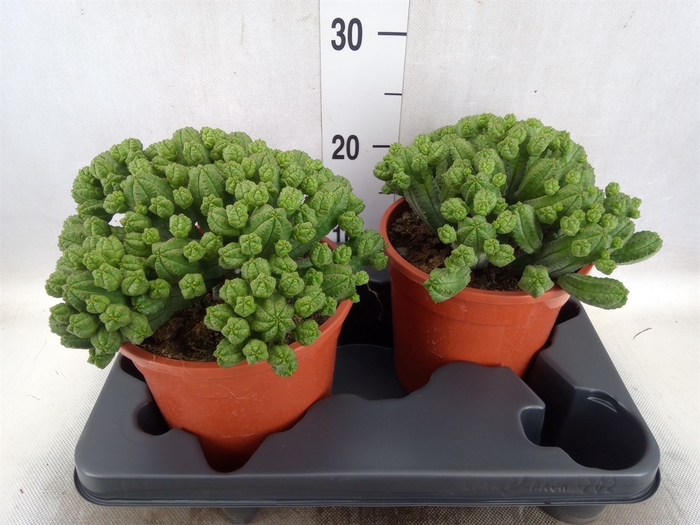 <h4>Euphorbia baioensis</h4>
