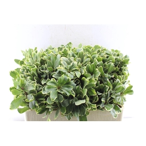 Pittosporum Ilan