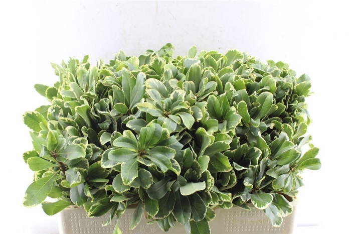 <h4>Pittosporum Ilan</h4>