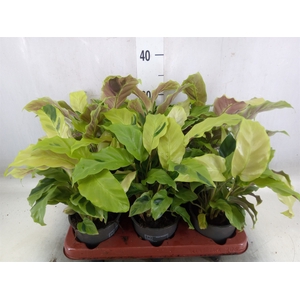Calathea  'Fusion Yellow'