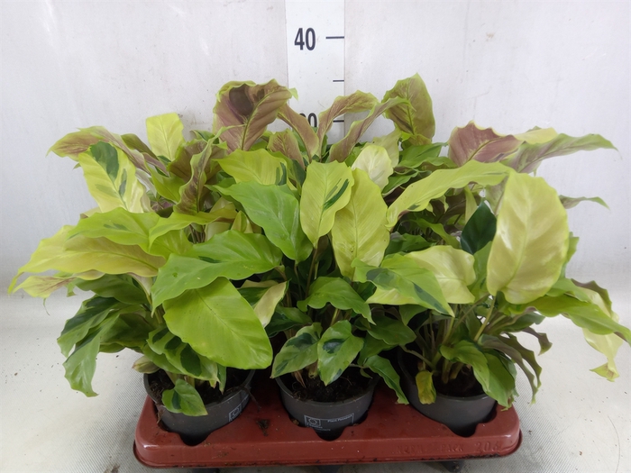 <h4>Calathea  'Fusion Yellow'</h4>