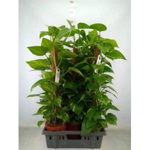 Epipremnum pinn.   ...moss stick