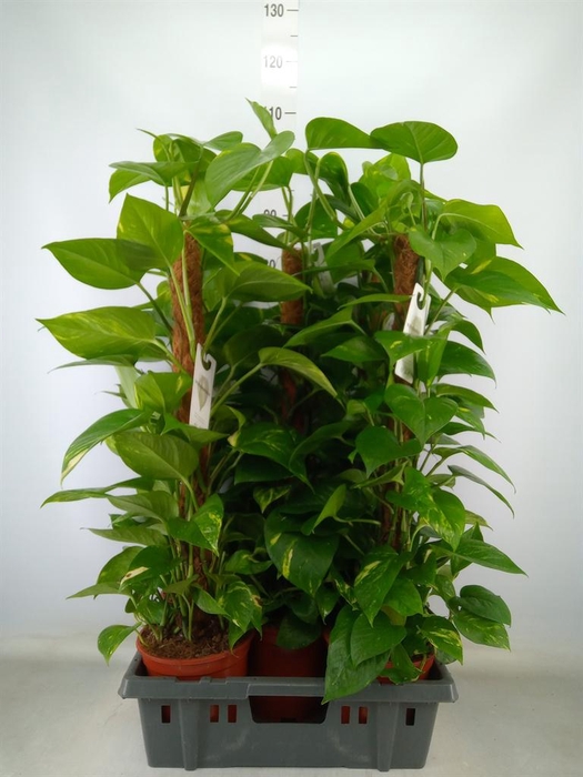 <h4>Epipremnum pinn.   ...moss stick</h4>