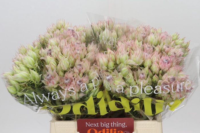 <h4>Blushing Bride Bridal Pink</h4>