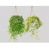HEDERA VARIADO C21 PENDENTE