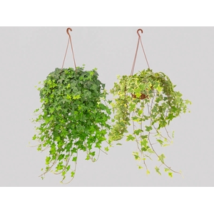 HEDERA VARIADO C21 PENDENTE