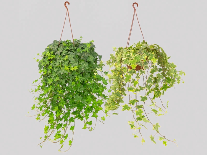 <h4>HEDERA VARIADO C21 PENDENTE</h4>