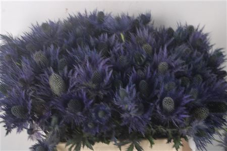 <h4>Eryngium Alpinum</h4>