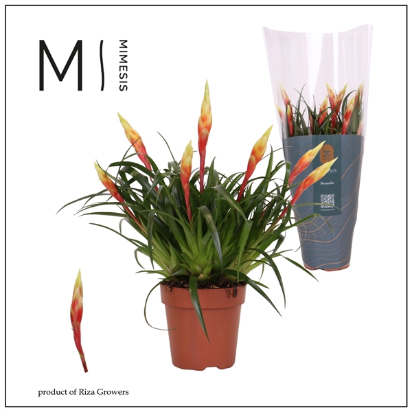 <h4>Mimesis Multiflower Shannon - 12 cm</h4>