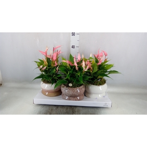 Anthurium andr. 'Lilli'