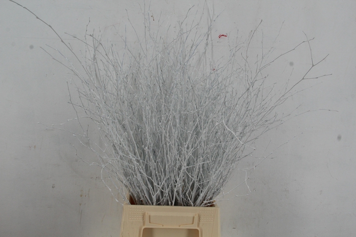 Betula Bs Paint White