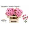 Rosa Spray Garden Mansfield Park Pink