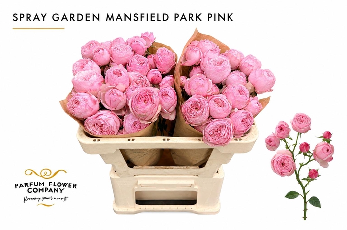 Rosa Spray Garden Mansfield Park Pink