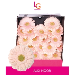 Germini Alix-Noor Diamond