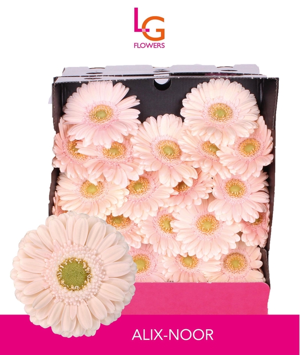 <h4>Germini Alix-Noor Diamond</h4>
