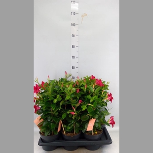 Mandevilla am. 'Sundav Red'