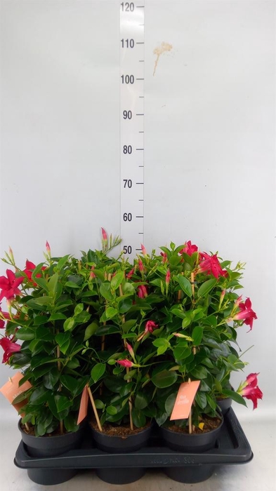 <h4>Mandevilla am. 'Sundav Red'</h4>