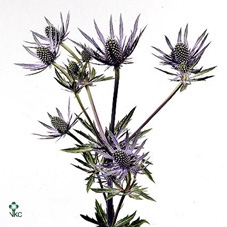 <h4>Eryn Blue Surprise</h4>