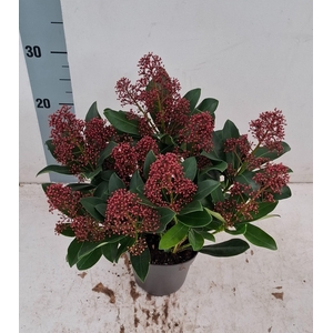 Rubella 13 cm 10-14 bloem